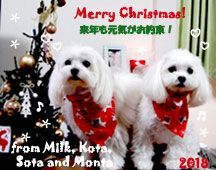 milk_kota_sota_monta-122518-compressor.jpg